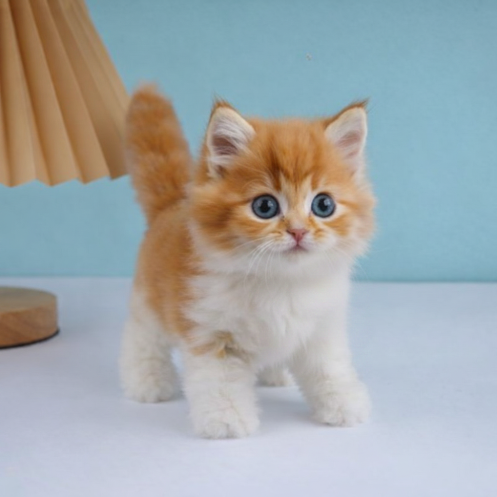 Realistic Persian Interactive Plush Robotic Cat Toy